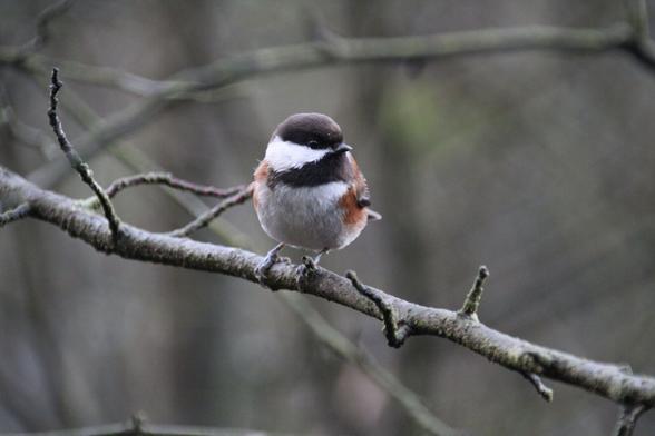 #chestnutbackedchickadee , even more energetic than the blackcapped chickadee. #birdphotography #nature