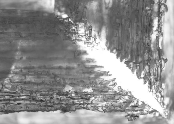 40X. Bottom right corner of the 10X image.
