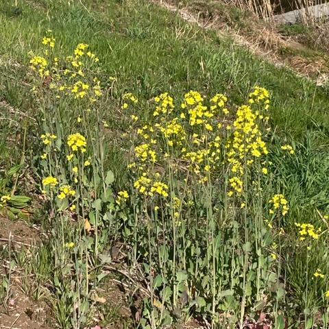 河川敷に菜の花が咲いていました。