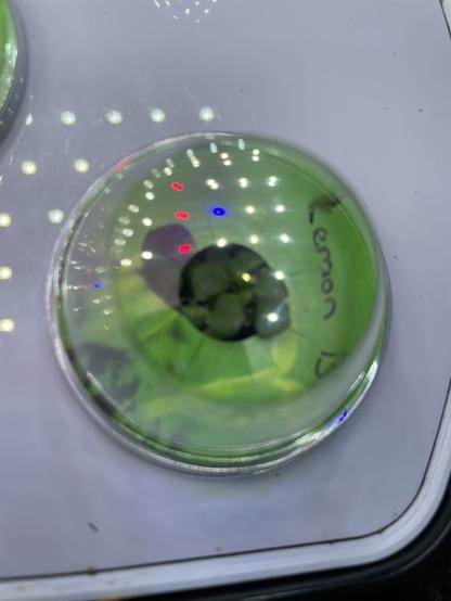 Lemon balm with many leaves in an Aerogarden