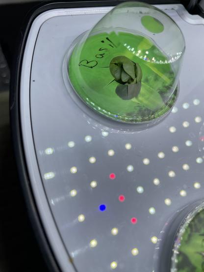 Basil in the aerogarden just peeking out of its pod with many many leaves.