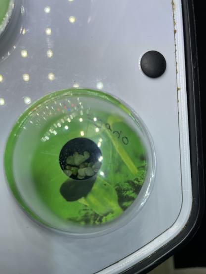 Oregano growing in an aerogarden. Small, but with many leaves.
