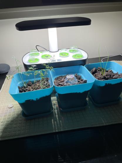 Aerogarden 6 pods all full, with three transplanted  plants in front of it in pots with soil. Plants are Dill, Catnip and Chives. 
Catnip has a little dome on it as it was transplanted really early.
