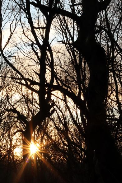 Winter sunset taken through trees, the sun is forming a star burst at the bottom corner of the photo busting through the silhouetted darkness of the trees