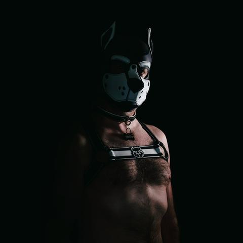 The upper half of a male human pup. He's wearing a pup hood, collar and fabric harness with his hairy chest bare. He's in a dark room with a light to the right of frame and turned slightly in that direction with his eyes looking forwards the camera and head slightly tilted.