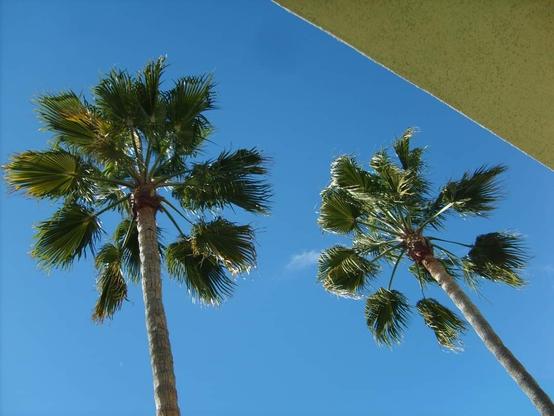 Two palm trees against a bright blue sky.