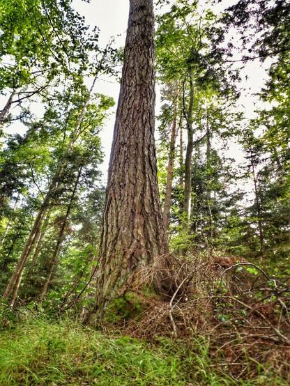 a tall tree in the forest