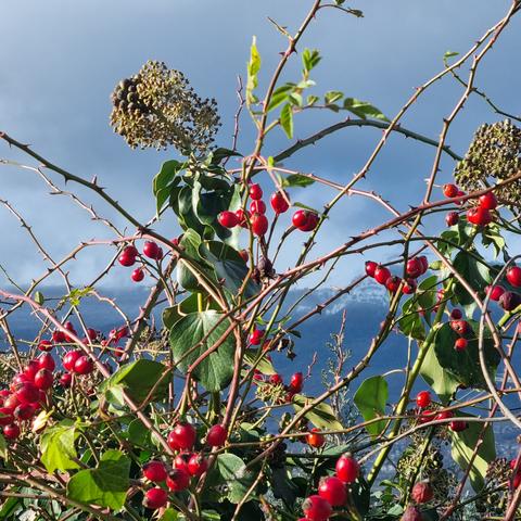 Rosehips on a leafless shrub, umbels, and ivy leaves, the colors glowing in the sun. Behind the plants are a snow-covered mountain range and a very cloudy sky.