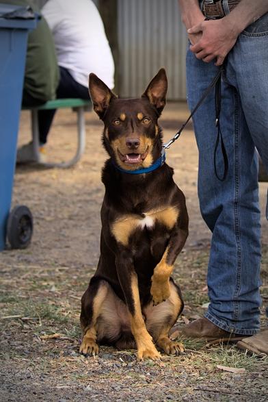 A black and tan kelpie is sitting upright staring straight at the camera. He is sitting on dusty gravel with his owner standing beside him, although the owner is mostly out of shot.

He has sharp eyes and his large ears are fully pricked. His mouth is open in a smile and he has one front paw lifted off the ground.

The stare is intense, you can see why the sheep are so mesmerised. I reckon if this dog told me to go stand in the pen, I'd probably do it.