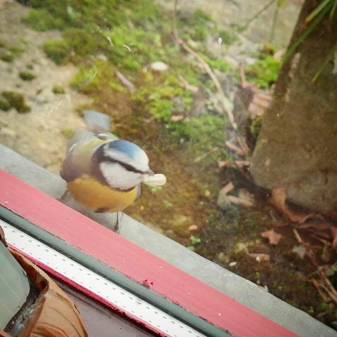 a blue tit (bird) holding a seed