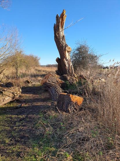 A photo of a base of a tree with delicate chunks scattered