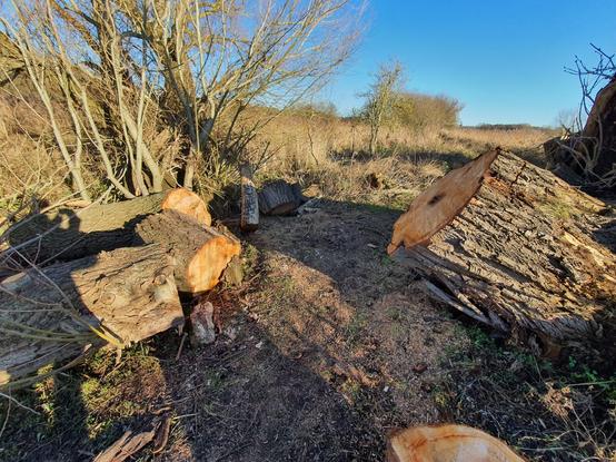 More slabs of wood. I really want to take them home.