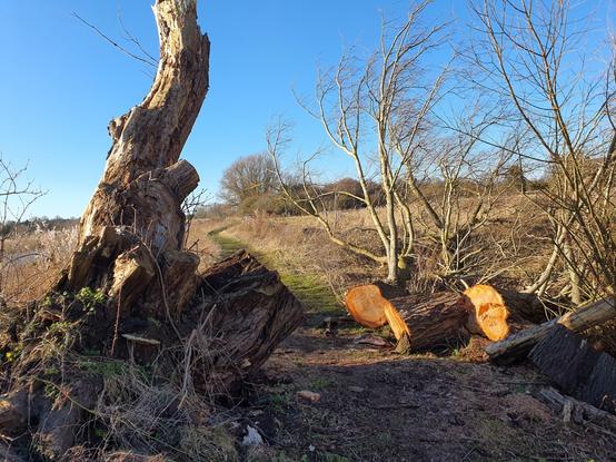 That's where I came from. Bye, tree. See you again.