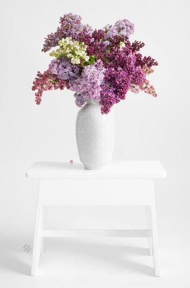 on a white backdrop, a white bench, on it a white vase, in it a big bouquet of slightly wilty lilacs, various purples and pinks and one white.