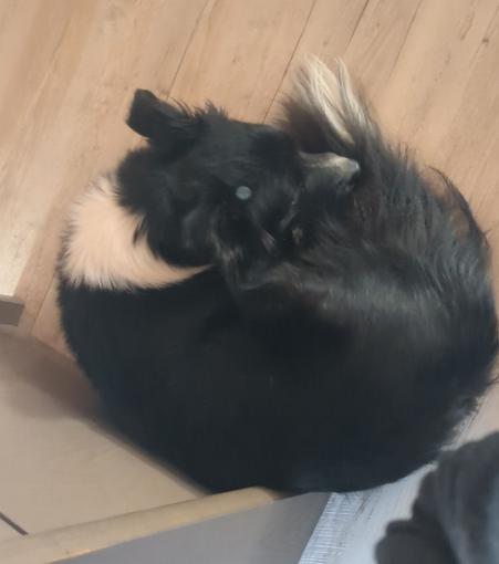 Zusammengerollter Norder Collie neben einem Schreibtisch.