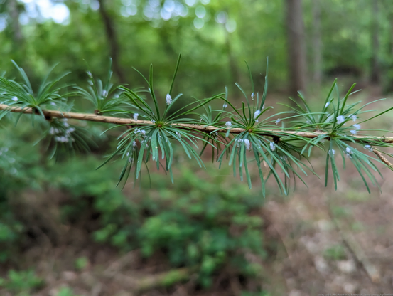 A horizontal twig of young larch, against a blurred woodland background. the needles are in bunches, dotted with what looks like white foam, each the home of a tiny insect.