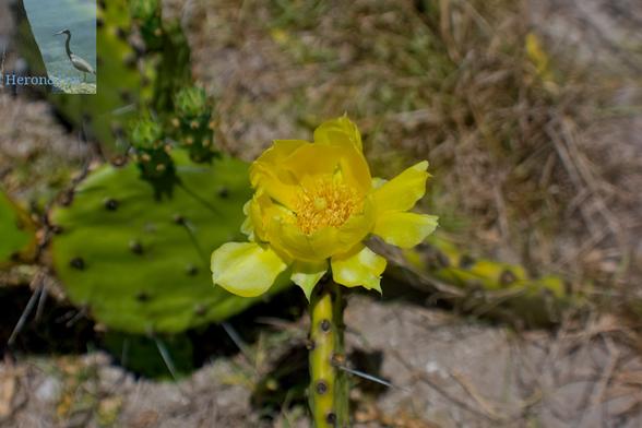 An outdoor, daylight photograph of a flat-leaved cactus on the sandy beach with a bright yellow flower near the center of the frame.