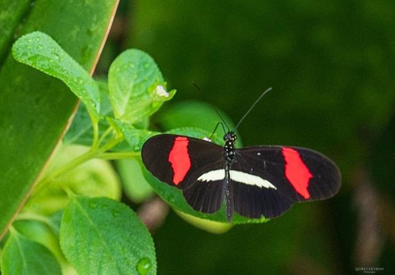 A black, red and white butterfly on a green plant.