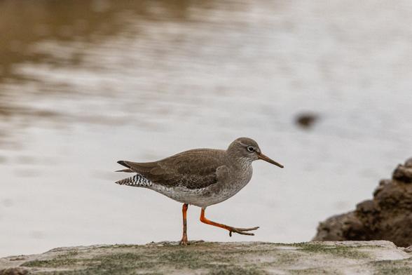 A grey bird with a mottled black and white underside, longish pointed bill and distinctive long orange-red legs strides along a mudbank.