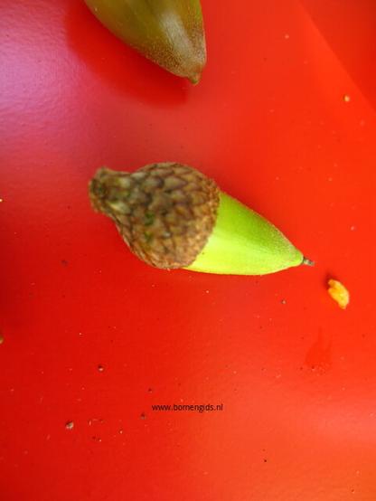 Photo of treespecies Quercus agrifolia : Category is bulk