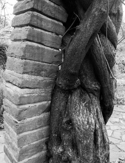 An old vine clings to a pillar, over the years the vine has grown thicker than the pillar and has bent it out of shape. Black and white photograph.