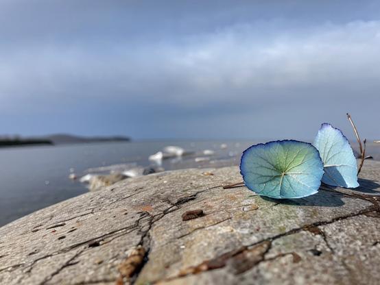 Two delicate alien blue-green leaves on weathered rock, with a soft-focus background of a calm lake.