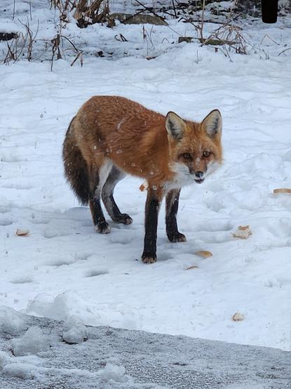 A Northern Illinois Red Fox, standing in the snow just outside my back patio door, looking at the humans inside and eating bread pieces. There is a wide variety of animal prints in the snow, although many of the indentations are from my small dog (who is about the same size as the fox). Others are probably from skunks, raccoons, squirrels, rabbits, and opossums.

The glass on the patio door is a bit dirty, so there are some spots in the image.