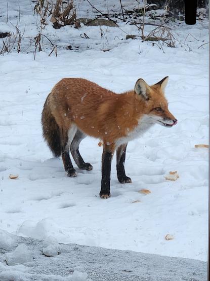 A snippet of video/motion-capture photo. A Northern Illinois Red Fox, standing in the snow just outside my back patio door, looking at the humans inside and eating bread pieces. There is a wide variety of animal prints in the snow, although many of the indentations are from my small dog (who is about the same size as the fox). Others are probably from skunks, raccoons, squirrels, rabbits, and opossums.

The glass on the patio door is a bit dirty, so there are some spots in the image.