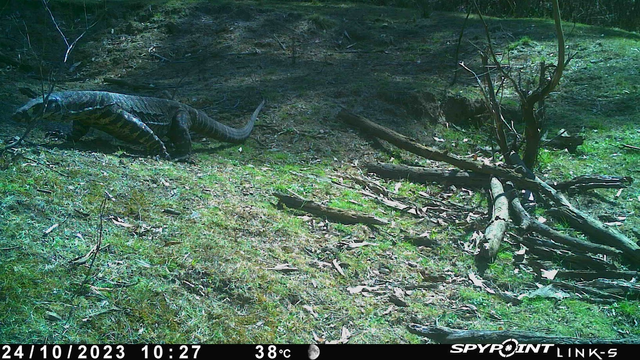 A large lace monitor, perhaps 1.8m or so, walks through a grassed area with a deer wallow.
