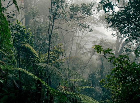 looking through mist in Borneo rainforest.