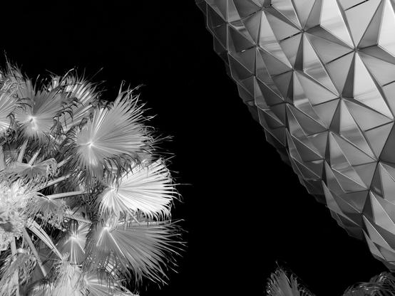 A black and white photograph taken at nighttime showing a portion of a large, shiny geodesic sphere occupying the right edge and upper right corner of the frame, and palm trees towards the bottom left.the sky is black. Flash was used, so both the sphere and palm fronds are strongly reflecting the light, making the fronds look metallic.