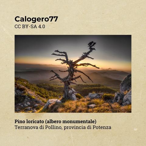 Foto di Calogero77, CC BY-SA 4.0

Pino loricato (albero monumentale), Terranova di Pollino, provincia di Potenza