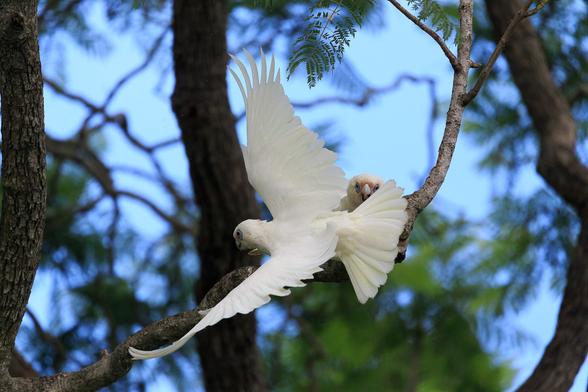 A Little Corella (a small cockatoo) takes flight from a branch while another (on the branch) screams at it.