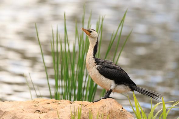 A Little Pied Cormorant (a black and white cormorant - diving bird) on a rock with a spray of green reeds behind it, and water reflecting an overcast sky behind that.