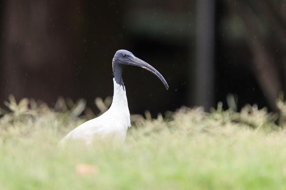 An Australian White Ibis, wandering through some unmowed grass. Its legs and tail are obscured by the grass, but its neck and head stand proud. It looks vaguely menacing.