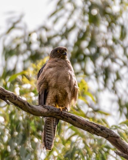Brown goshawk, Accipiter fasciatus, on a gum tree branch.