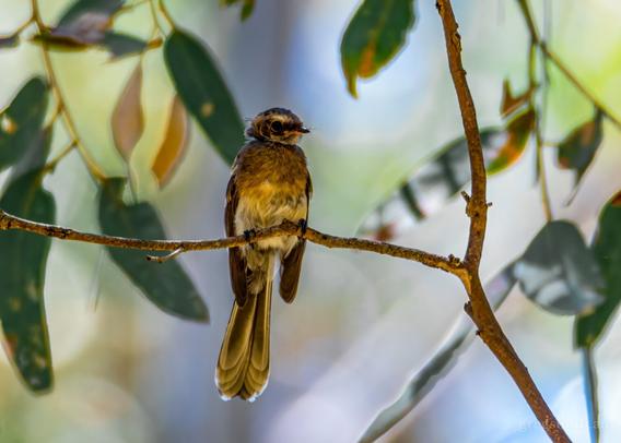 Grey fantail, Rhipidura albiscapa., in a gum tree.