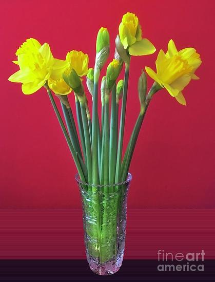 Daffodils, beauty and joy of Spring.