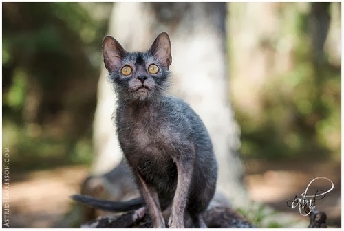 Photo of a lykoi cat. They look like a werewolf that’s a cat.