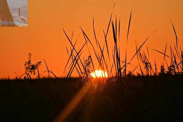 An outdoor photograph of the orange-colored Sun setting behind a hill covered with tall grass. The sky is orange and pink.