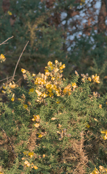Un buissson d'ajoncs en fleurs devant un bois de pins.

A bush of gorse in flower in front of a pine forest.