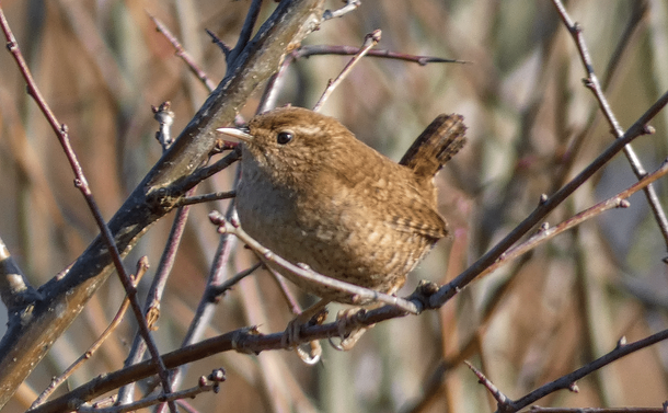 Un troglodyte mignon posé sur une branche d'un buisson.
A cute wren resting on a branch of a bush.