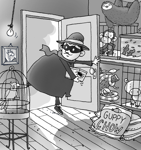 A sneaky robber carrying a tarantula in a box enters a pet shop through the back door