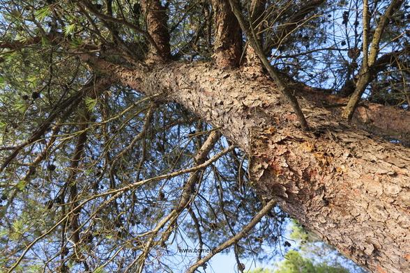 bast-bark-rinde-ecorse-corteza