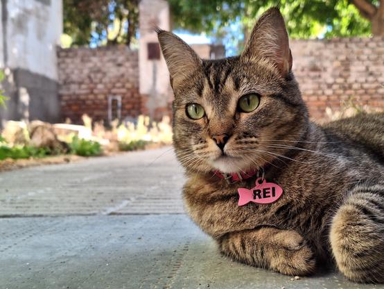 Tabby cat "Rei" resting on cement against a blurry brick and trees background.