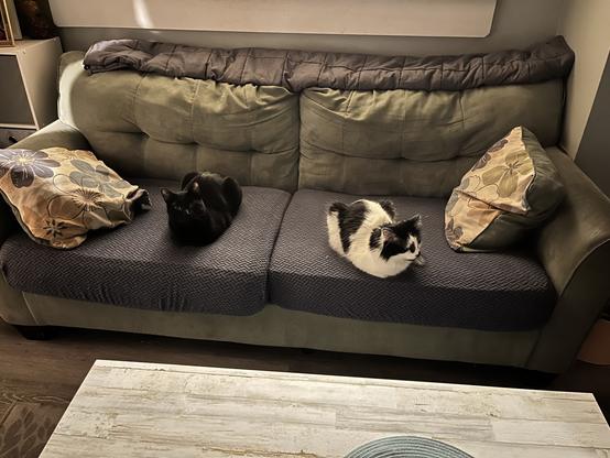 A green sofa with two cats sitting on it and decorative pillows on either side. A patterned area rug is visible in front of the sofa.