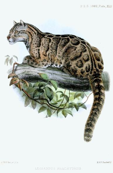 A vintage illustration of a clouded leopard sitting on a tree branch.