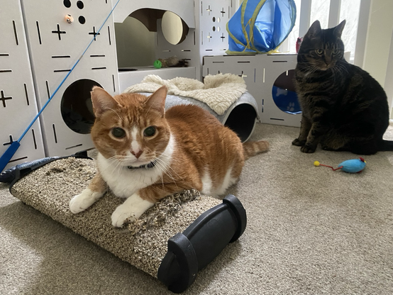 Beamer and Neo enjoy a quiet moment on the catio surrounded by cat toys.