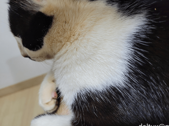 A black and white cat closely seen from his side.

Um gato preto e branco visto bem de perto por um lado.