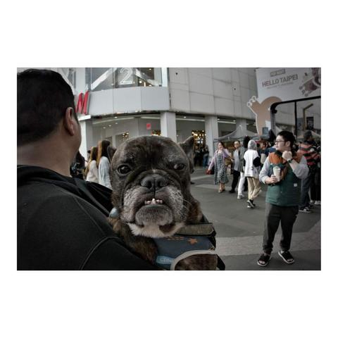 A bulldog is being held by his owner and looks straight into the camera.